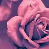 Bella Bowers716 - @bellarose01700 - TikTok