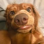 Bella Bowers - @bella_the_quweenie - Instagram