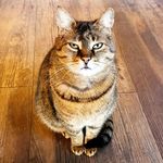 Bella 🐈 - @bellathebowlingcat - Instagram