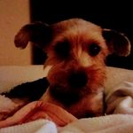 bellabowling2012 - @bellabowling2012 - Instagram