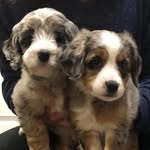 Bella & Brady - @bradyandbella_j - Instagram