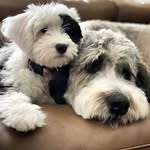 Bella and Brady - @bella.brady.doodle - Instagram