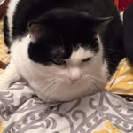 Bella Brady - @bellatrix_le_cat1 - Instagram