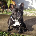 Bella Buchanan - @bellabthefrenchie - Instagram