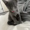 bella Buchanan - @bella_buchanan0 - TikTok