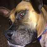 Bella Burke - @bella_the_best_barker - Instagram