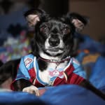 Bella Byrd - @bella_the_chihuahua96 - Instagram