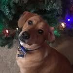 Bella Byrd - @bellathebyrddog - Instagram