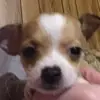 user2871009452985 - @bellabyrd_puppie - TikTok