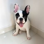 Bella Cabral - @bellocabulldog - Instagram