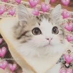 bella - @bellacagle - Instagram