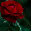lulu.cam - @bellacamacho07 - TikTok