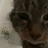 bella - @..bellacannon - TikTok