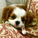 Bella - @bella.cannon.cavalier - Instagram