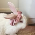 Bella_cannon - @lola_rabbit101 - Instagram