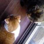 Bella Cannon - @thekittyworld2 - Instagram