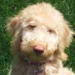Bella Cannon - @bella_thelabradoodle - Instagram
