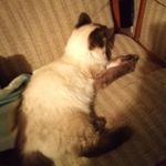 Isabella - @bellacantrell2010 - Instagram