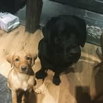 annie - @annie_bellacarney - Instagram