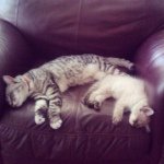 Bella Casanova - @bellanova_kitties - Instagram