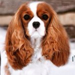 Bella Casanova~The Cavalier - @bellacasanova_thecavalier - Instagram