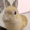 Bella cases - @bella.cases_ - TikTok