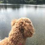 Bella Casey - @bella._.the._.goldendoodle - Instagram