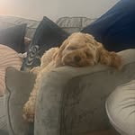 Coco Bella - @coco_bella_chamberlain - Instagram