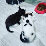 Bella and Chase - @bella.chase.cats - Instagram