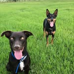 Bella N Chase 🐾 #kelpies - @bella_chase_ - Instagram
