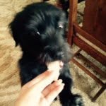 Bella the Dog❤ - @bellacilento_101 - Instagram
