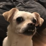 Bella Clements - @belladogclements - Instagram