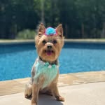 Bella the yorkie 🐾 - @bellacline225 - Instagram