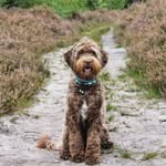 Ⓑ Ⓔ Ⓛ Ⓛ Ⓐ - @bella_cobberdog - Instagram