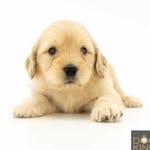 Bella - @bella.cobberdog - Instagram