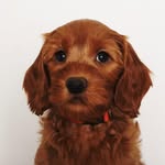 bella - @bellathecobberdog__ - Instagram