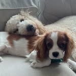 Bella & Coco - @cocoandbellatheislandpups - Instagram