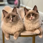 Bella & Coco - @bellacocoragdolls - Instagram