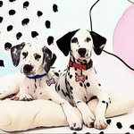 Bella & CoCo - @bella_pure_dalmatian - Instagram