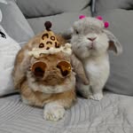 🐏Bella & 🦊CoCo - @bellacoco.buns.sg - Instagram