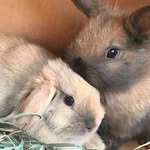 Bella & Coco - @adventuresofbellaandcoco - Instagram