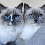 Bella & Coco 🐾 - @belloco_cats - Instagram