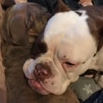 Bella And Coco - @bella_coco_xlbully_bulldog - Instagram
