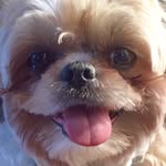 Bella Coco (Shih tzu) - @bellacocotheshihtzu - Instagram