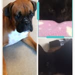 Bella_Coco_Snowball4365 - @bella_coco_snowball4365 - Instagram