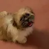 BELLACOCO - @bellacoco705 - TikTok