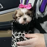 Bella&Coco The Shihtzu Sisters - @bellaandcocosadventures - Instagram