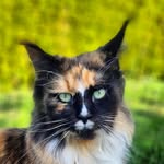 Maine Coon "vom Mondseeland" - @bella_coco_rocco - Instagram