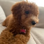 Bella Colon - @bella_gdoodle13 - Instagram
