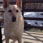 Bella Conway - @b3lla_the_dog - Instagram